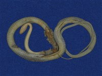 Big-eyed rat snake Collection Image, Figure 7, Total 9 Figures